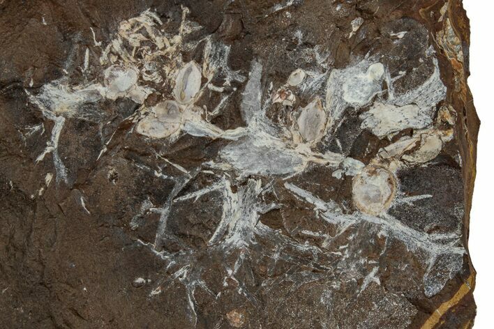 Paleocene Fossil Fruit (Palaeocarpinus) - North Dakota #262310